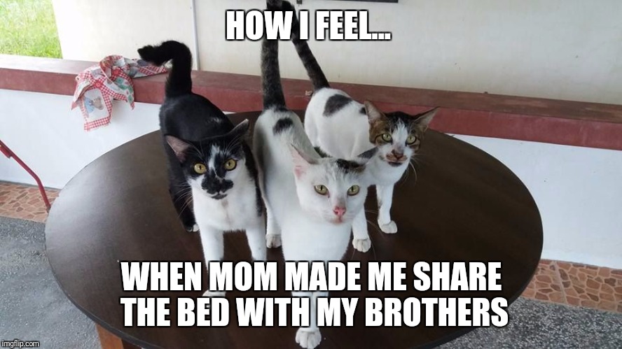 HOW I FEEL... WHEN MOM MADE ME SHARE THE BED WITH MY BROTHERS | made w/ Imgflip meme maker