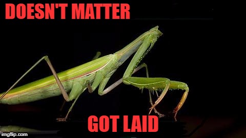 Totally worth it!!! Repost week Oct 15 - 21 ( A GotHighMadeAMeme and Pipe_Picasso event) |  DOESN'T MATTER; GOT LAID | image tagged in headless mantis,stolen memes week,mantis,repost week,funny,praying mantis | made w/ Imgflip meme maker