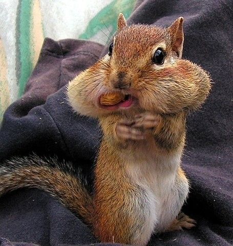 Squirrel full mouth Blank Meme Template