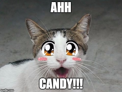 candy cat | AHH; CANDY!!! | image tagged in cute cat | made w/ Imgflip meme maker