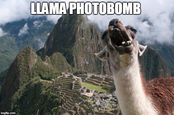 photobomb | LLAMA PHOTOBOMB | image tagged in llama photobomb,llama | made w/ Imgflip meme maker