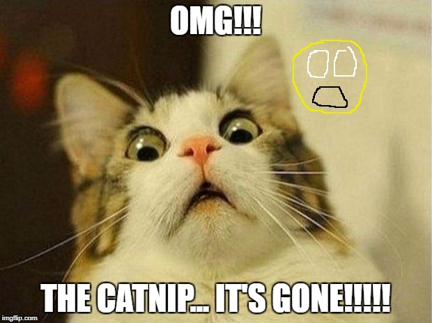 Scared Cat Meme | OMG!!! THE CATNIP... IT'S GONE!!!!! | image tagged in memes,scared cat | made w/ Imgflip meme maker
