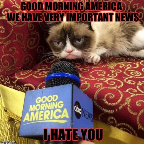 grumpy cat news | GOOD MORNING AMERICA  WE HAVE VERY IMPORTANT NEWS; I HATE YOU | image tagged in grumpy cat news | made w/ Imgflip meme maker