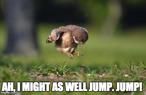 image tagged in owlet,cute,birds,animals,funny | made w/ Imgflip meme maker