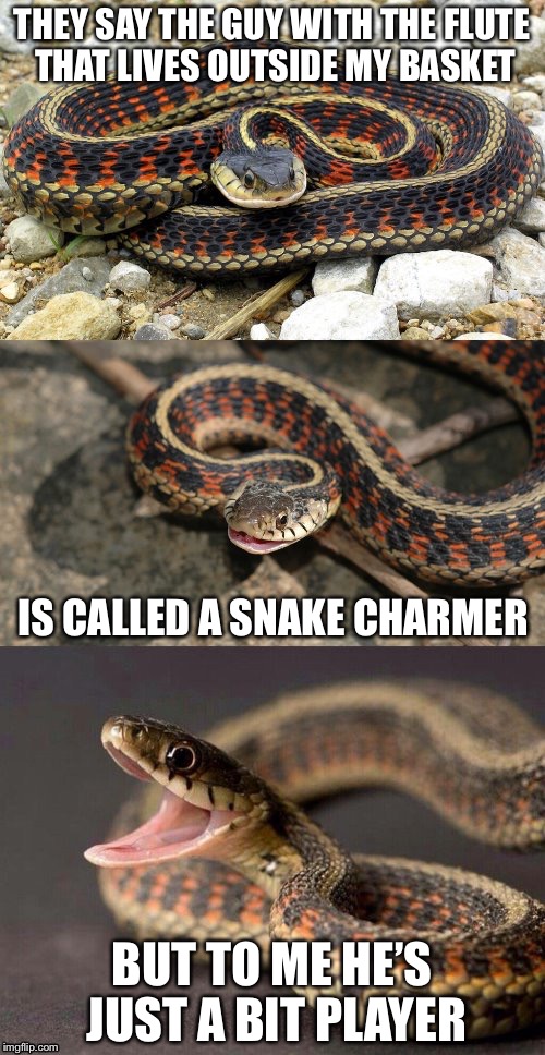 Snake Puns | THEY SAY THE GUY WITH THE FLUTE THAT LIVES OUTSIDE MY BASKET; IS CALLED A SNAKE CHARMER; BUT TO ME HE’S JUST A BIT PLAYER | image tagged in snake puns | made w/ Imgflip meme maker