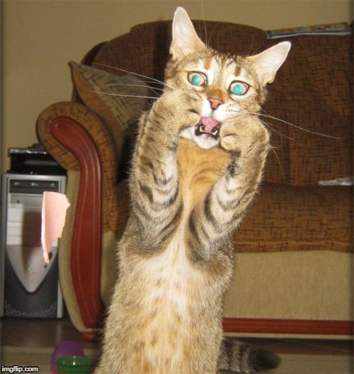 Gato assustado | image tagged in medo,scary,fear,credo,cat,susto | made w/ Imgflip meme maker