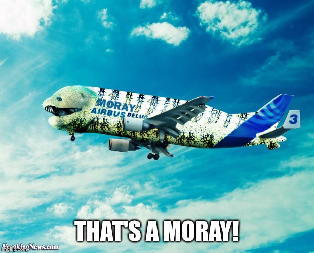 THAT'S A MORAY! | made w/ Imgflip meme maker