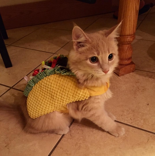 tacocat Blank Meme Template