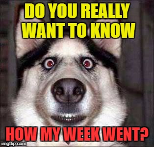 shocked dog | DO YOU REALLY WANT TO KNOW; HOW MY WEEK WENT? | image tagged in shocked dog | made w/ Imgflip meme maker
