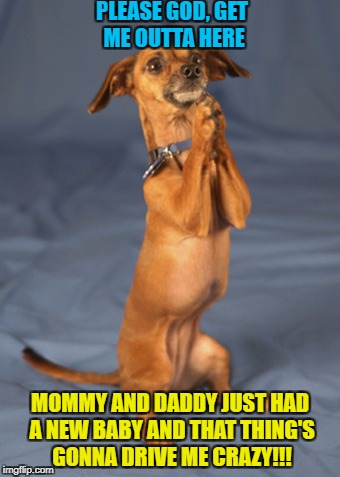 Begging dog | PLEASE GOD, GET ME OUTTA HERE; MOMMY AND DADDY JUST HAD A NEW BABY AND THAT THING'S GONNA DRIVE ME CRAZY!!! | image tagged in begging dog | made w/ Imgflip meme maker