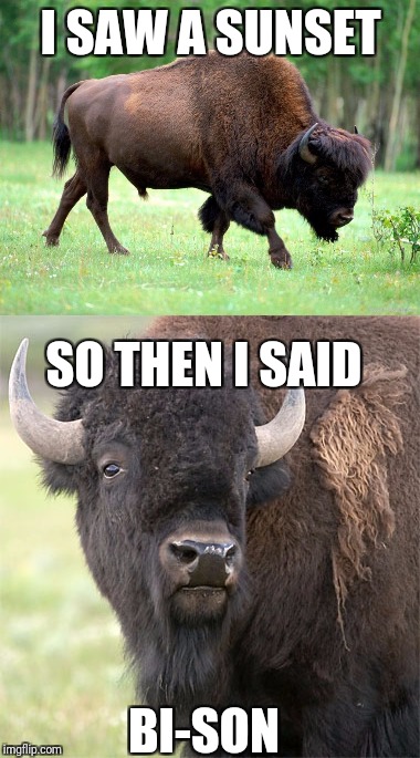 Bad Pun Bison | I SAW A SUNSET; SO THEN I SAID; BI-SON | image tagged in bison,sunset,puns,memes | made w/ Imgflip meme maker