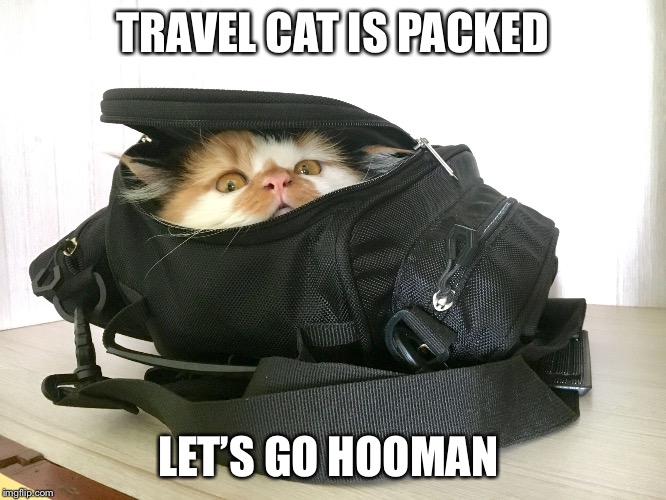 TRAVEL CAT IS PACKED; LET’S GO HOOMAN | image tagged in coco the cat | made w/ Imgflip meme maker