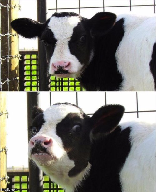 cows | image tagged in cows | made w/ Imgflip meme maker