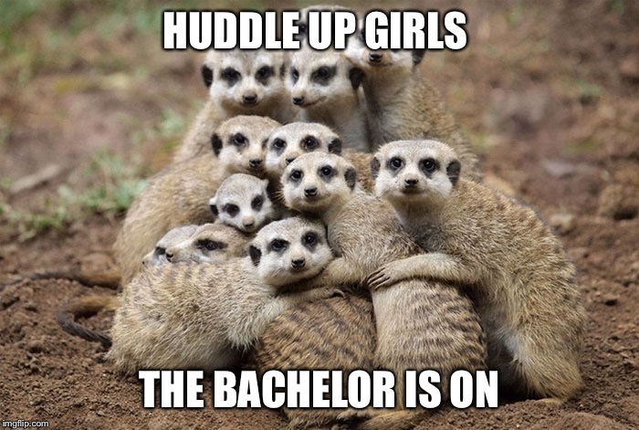Animals Hugging | HUDDLE UP GIRLS; THE BACHELOR IS ON | image tagged in animals hugging | made w/ Imgflip meme maker