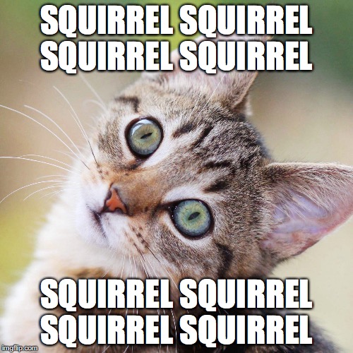 Random Cat | SQUIRREL SQUIRREL SQUIRREL SQUIRREL; SQUIRREL SQUIRREL SQUIRREL SQUIRREL | image tagged in random cat | made w/ Imgflip meme maker