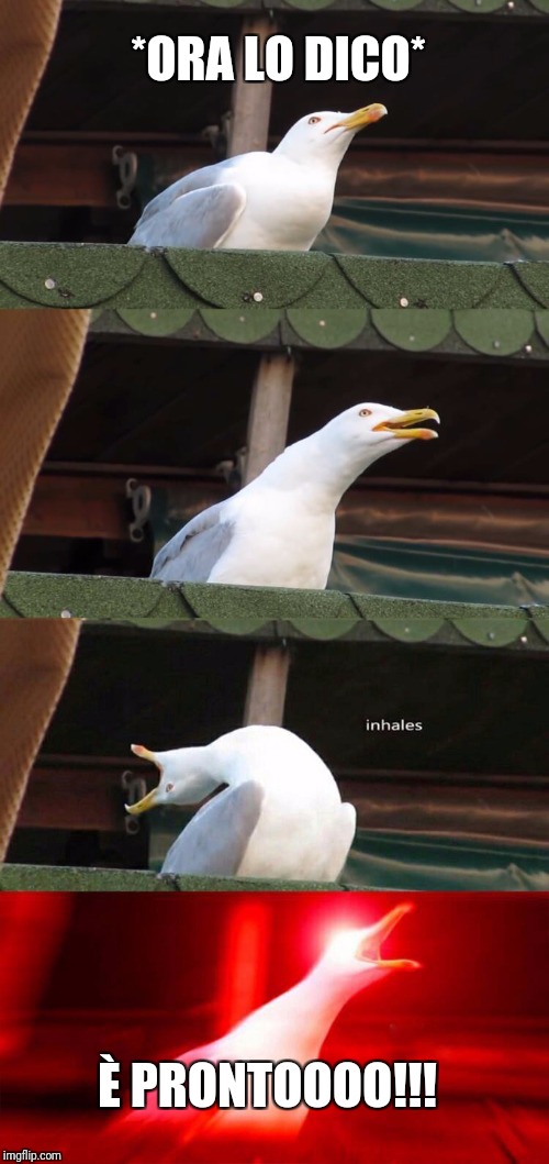 Gabbiano  | *ORA LO DICO*; È PRONTOOOO!!! | image tagged in gabbiano | made w/ Imgflip meme maker