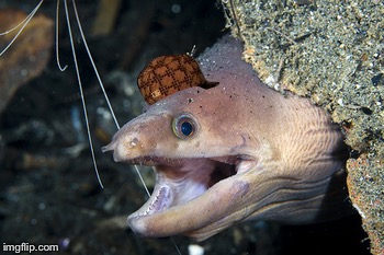 Happy Eel | image tagged in happy eel,scumbag | made w/ Imgflip meme maker