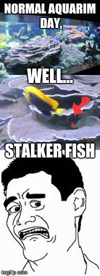 creepy stalker fish  | NORMAL AQUARIM DAY, WELL... STALKER FISH | image tagged in stalker,fish,tank,creep,meme,weird | made w/ Imgflip meme maker