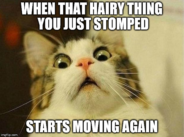 Scared Cat | WHEN THAT HAIRY THING YOU JUST STOMPED; STARTS MOVING AGAIN | image tagged in memes,scared cat | made w/ Imgflip meme maker