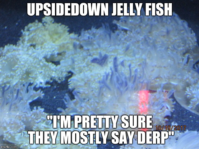 jelly fish
upsidedown
 | UPSIDEDOWN JELLY FISH; "I'M PRETTY SURE THEY MOSTLY SAY DERP" | image tagged in jellyfish,upsidedown,meme,derp,fish,funny | made w/ Imgflip meme maker