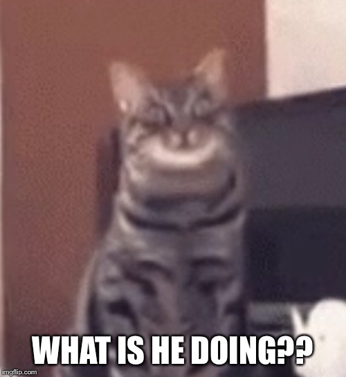 Catnip | WHAT IS HE DOING?? | image tagged in catnip | made w/ Imgflip meme maker