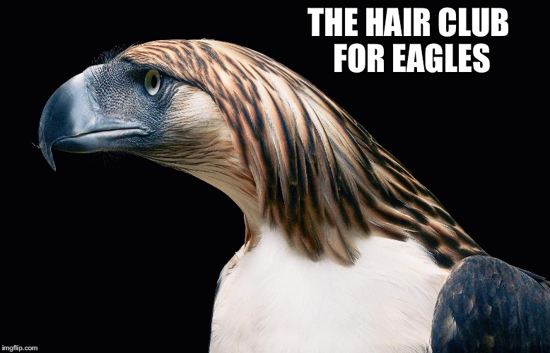 THE HAIR CLUB FOR EAGLES | image tagged in bald eagle | made w/ Imgflip meme maker