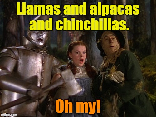Llamas and alpacas and chinchillas. Oh my! | made w/ Imgflip meme maker