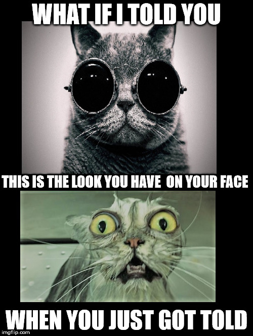 The Look on Your Face When You Suddenly Need the Litterbox | WHAT IF I TOLD YOU; THIS IS THE LOOK YOU HAVE  ON YOUR FACE; WHEN YOU JUST GOT TOLD | image tagged in morpheous cat,what if i told you,i told you,i was told,told,need the litterbox cat | made w/ Imgflip meme maker