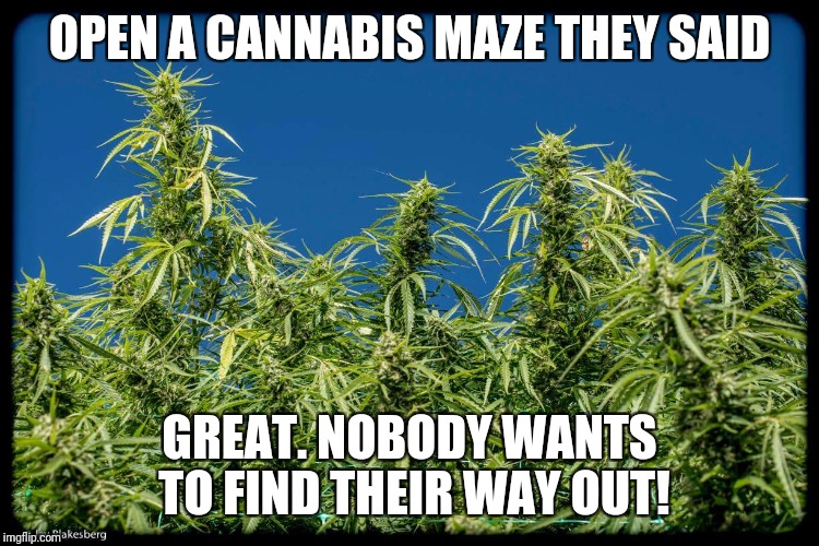 OPEN A CANNABIS MAZE THEY SAID; GREAT. NOBODY WANTS TO FIND THEIR WAY OUT! | image tagged in cannabis maze | made w/ Imgflip meme maker