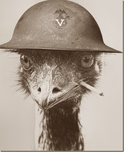 High Quality War emu Blank Meme Template