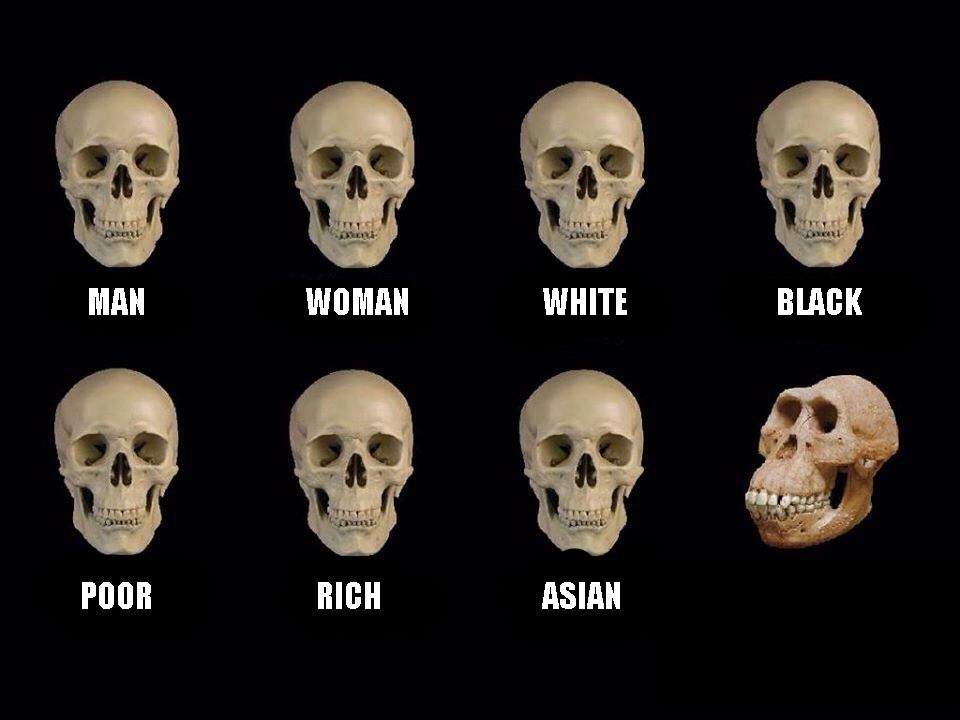 empty skulls of truth Blank Meme Template