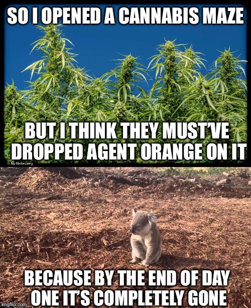 SO I OPENED A CANNABIS MAZE; BUT I THINK THEY MUST’VE DROPPED AGENT ORANGE ON IT; BECAUSE BY THE END OF DAY ONE IT’S COMPLETELY GONE | image tagged in cannabis maze,memes | made w/ Imgflip meme maker