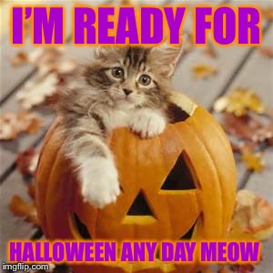 It’ll be Halloween any day Meow! |  I’M READY FOR; HALLOWEEN ANY DAY MEOW | image tagged in halloween cat,super troopers,what meow,am i drinking milk from a saucer,pumkin,cats | made w/ Imgflip meme maker