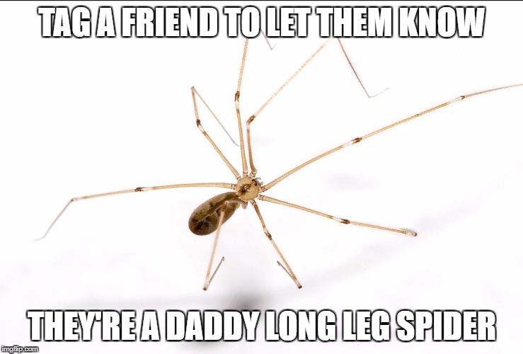 TAG A FRIEND TO LET THEM KNOW; THEY'RE A DADDY LONG LEG SPIDER | image tagged in deddy spoder legs | made w/ Imgflip meme maker