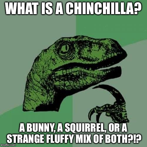 Philosoraptor | WHAT IS A CHINCHILLA? A BUNNY, A SQUIRREL, OR A STRANGE FLUFFY MIX OF BOTH?!? | image tagged in memes,philosoraptor | made w/ Imgflip meme maker