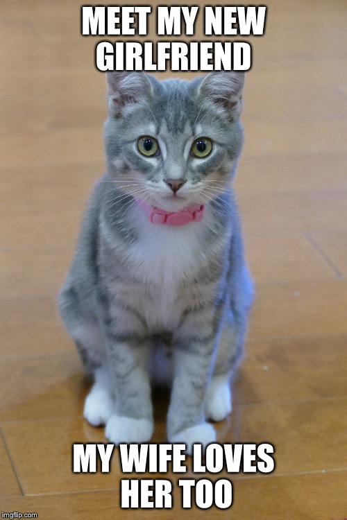Cute kitten  | MEET MY NEW GIRLFRIEND; MY WIFE LOVES HER TOO | image tagged in kittens | made w/ Imgflip meme maker