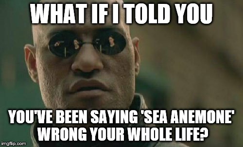 Matrix Morpheus | WHAT IF I TOLD YOU; YOU'VE BEEN SAYING 'SEA ANEMONE' WRONG YOUR WHOLE LIFE? | image tagged in memes,matrix morpheus | made w/ Imgflip meme maker
