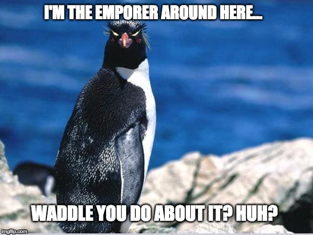 Emperor Penguin Runs this Block | I'M THE EMPORER AROUND HERE... WADDLE YOU DO ABOUT IT? HUH? | image tagged in penguin of displeasure,lolz,penguin,funny meme,meme,funny animals | made w/ Imgflip meme maker