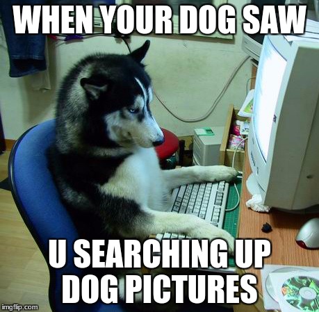I Have No Idea What I Am Doing Meme | WHEN YOUR DOG SAW; U SEARCHING UP DOG PICTURES | image tagged in memes,i have no idea what i am doing | made w/ Imgflip meme maker