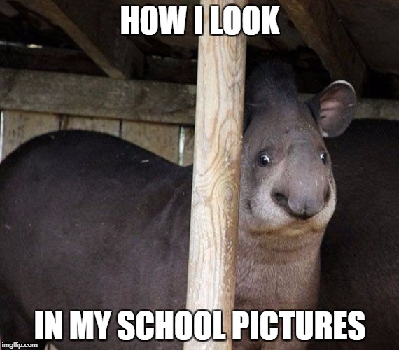 HOW I LOOK; IN MY SCHOOL PICTURES | image tagged in school pictures,fail,unphotogenic animals | made w/ Imgflip meme maker