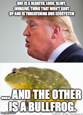 Trump vs. Bullfrog  | ONE IS A BLOATED, LOUD, SLIMY, INVASIVE, THING THAT WON'T SHUT UP AND IS THREATENING OUR ECOSYSTEM; .... AND THE OTHER IS A BULLFROG. | image tagged in donald trump,slime,frog | made w/ Imgflip meme maker