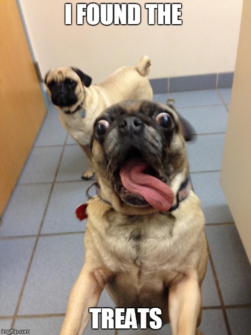 pug love | I FOUND THE; TREATS | image tagged in pug love | made w/ Imgflip meme maker