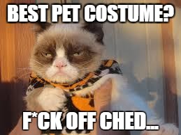 Grumpy Cat Halloween Meme | BEST PET COSTUME? F*CK OFF CHED... | image tagged in memes,grumpy cat halloween,grumpy cat | made w/ Imgflip meme maker