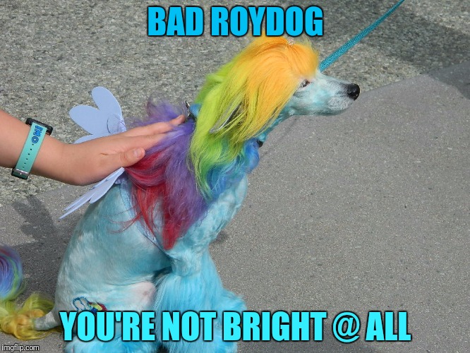 BAD ROYDOG YOU'RE NOT BRIGHT @ ALL | made w/ Imgflip meme maker