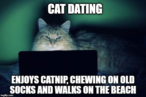 CAT DATING; ENJOYS CATNIP, CHEWING ON OLD SOCKS AND WALKS ON THE BEACH | image tagged in cats,dating,online dating,love,love wins,i love cats | made w/ Imgflip meme maker