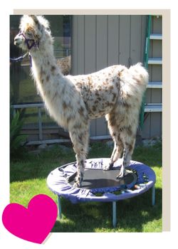 High Quality llama on trampoline Blank Meme Template