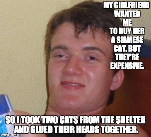 10 Guy Meme | MY GIRLFRIEND WANTED ME TO BUY HER A SIAMESE CAT, BUT THEY'RE EXPENSIVE. SO I TOOK TWO CATS FROM THE SHELTER AND GLUED THEIR HEADS TOGETHER. | image tagged in memes,10 guy | made w/ Imgflip meme maker