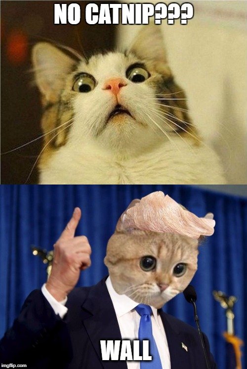 Triggered Trump Cat | NO CATNIP??? WALL | image tagged in cat,donald trump,trump,triggered | made w/ Imgflip meme maker