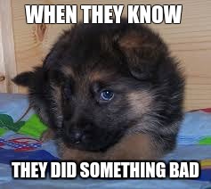 WHEN THEY KNOW; THEY DID SOMETHING BAD | image tagged in they always know | made w/ Imgflip meme maker