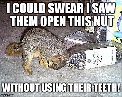 Frustrated Squirrel | I COULD SWEAR I SAW THEM OPEN THIS NUT; WITHOUT USING THEIR TEETH! | image tagged in frustrated squirrel | made w/ Imgflip meme maker